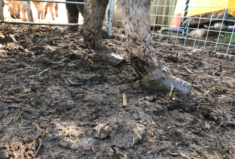 Rescued donkey with long hooves in muddy conditions