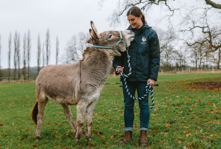 Donkey welfare Advier Hannie with rescued donkey in field.