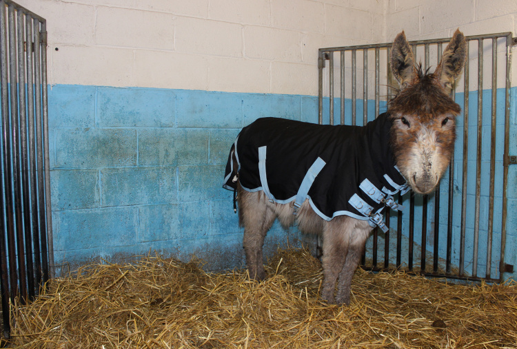 Donkey foal after rescue wearing a rug to keep warm