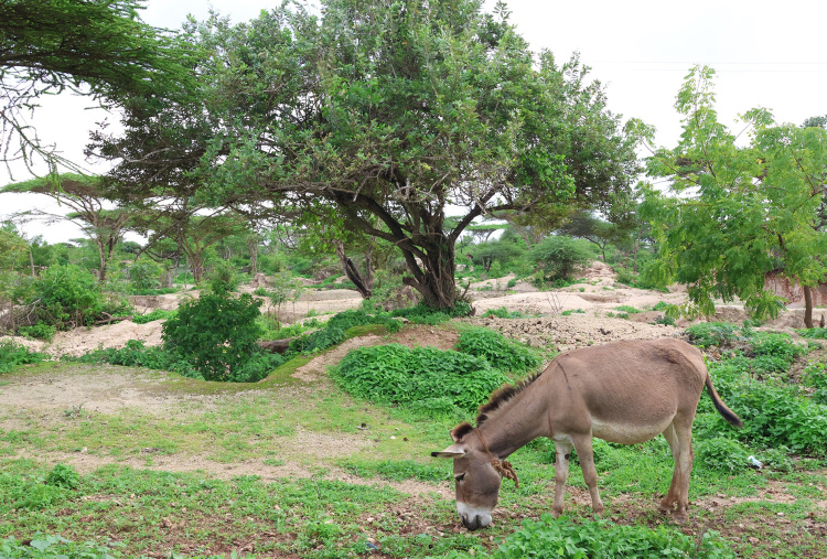 Donkey grazing near the quarry on Manda Island