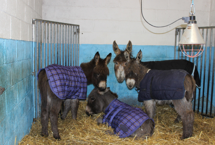 Foals after the rescue wearing rugs to keep warm