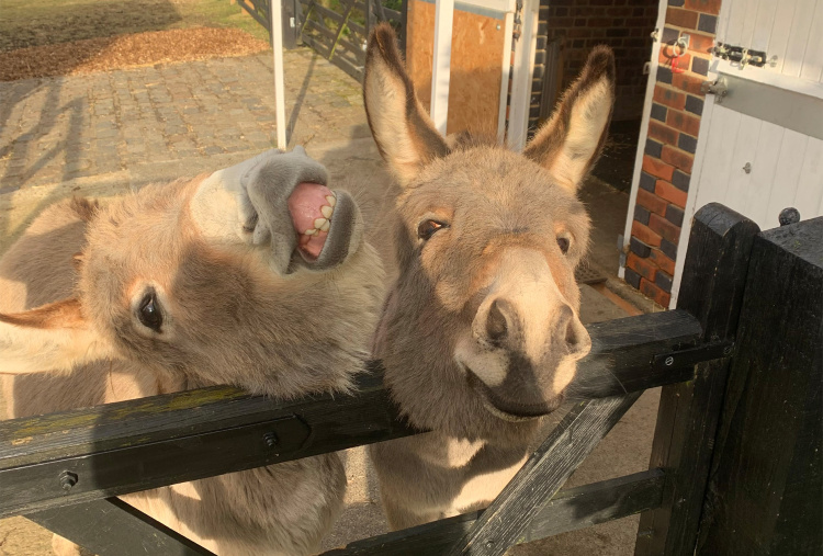 Teddy and Charles smiling looking over the fence