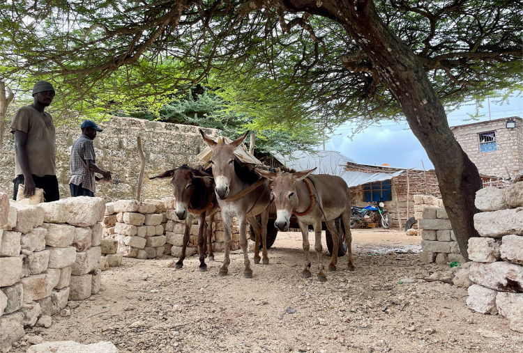 Three working donkeys on Manda Island