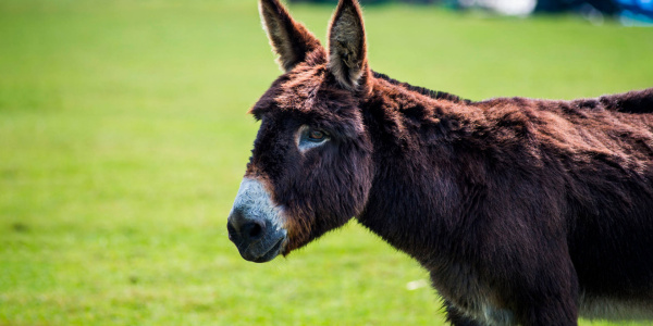 Visit us | The Donkey Sanctuary