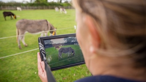 Sarah taking picture of a donkey