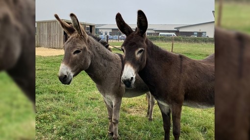 A grey donkey with a white nose stood next to a dark brown donkey with a white nose