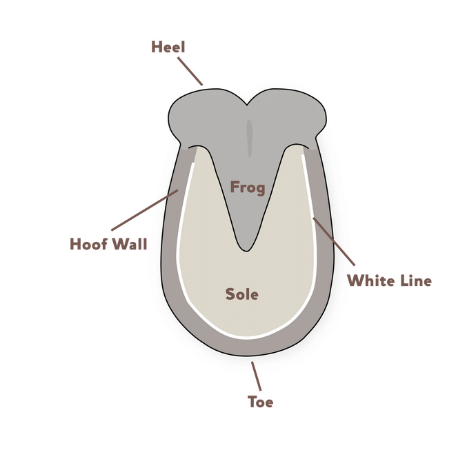 Hoof diagram.