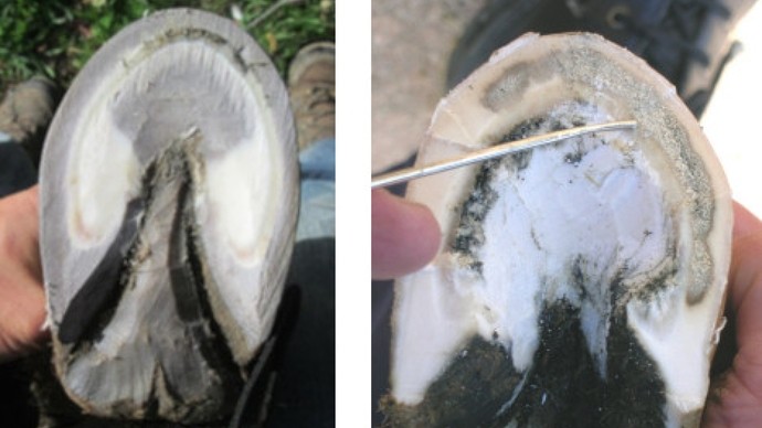 Donkey hoof with and without seedy toe