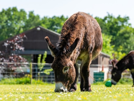 Adoption donkey Tornado at The Donkey Sanctuary Ivybridge