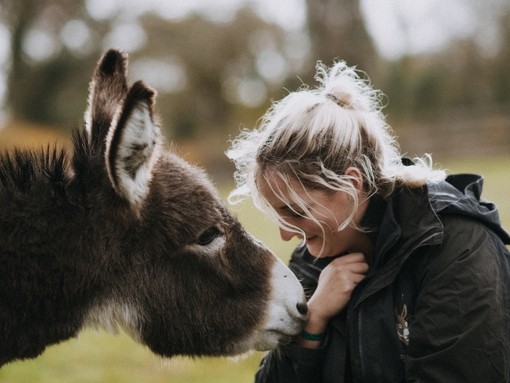 Donkey and groom