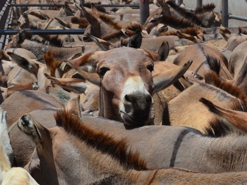 Donkeys awaiting slaughter in Tanzania