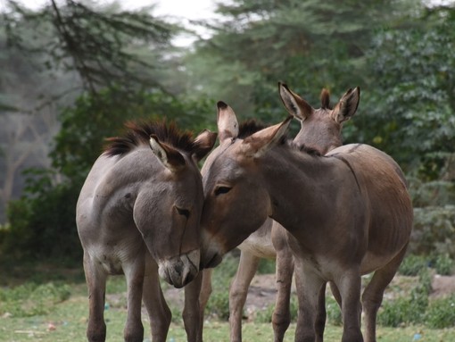 Donkeys touching heads in Kenya.