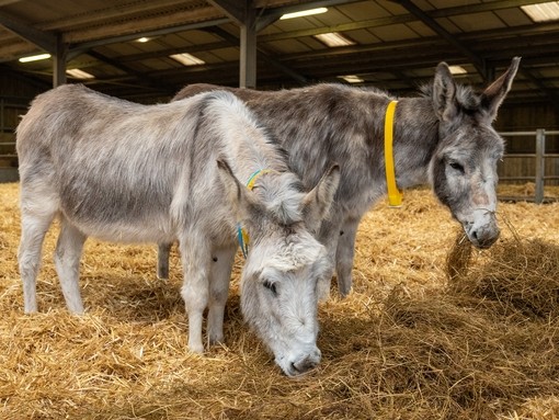 Valley and Isla at Brook Farm after their Anglesey rescue.