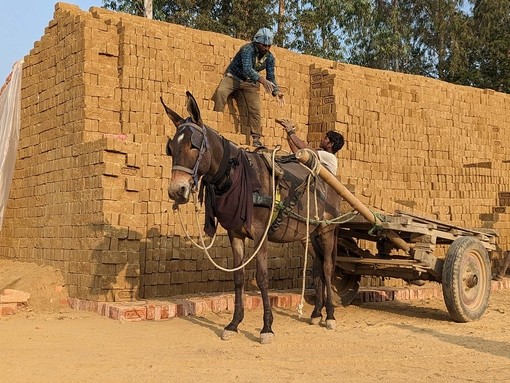 Unloading bricks from a working equine's cart. 