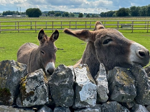 Thor and donkey friend at Derbyshire centre