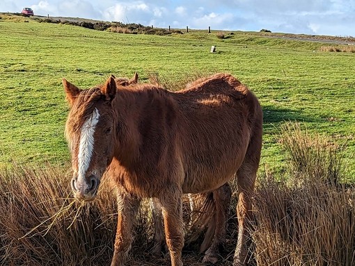 A chestnut mare rescued as part of the Gelligaer operation. Credit: RSPCA.