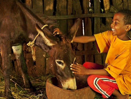 Abraham shows compassion towards his donkey in Ethiopia.