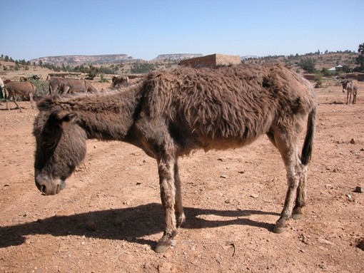 African donkey showing signs of dullness and inappetence.