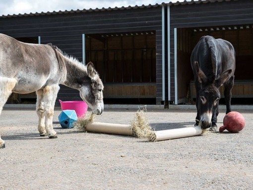 Alfie and Benjy, Belfast adoption donkeys enjoying some enrichment activities.