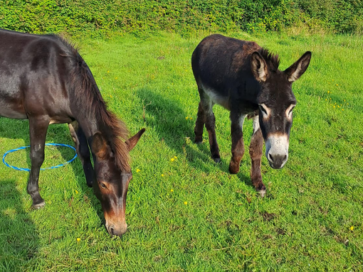 BB the mule (left) with his companion Chum (right).