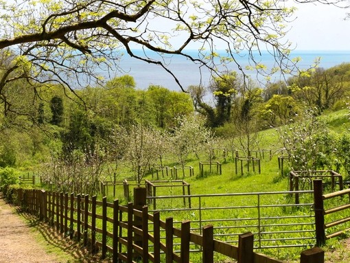 The Field of Dreams at The Donkey Sanctuary Sidmouth.