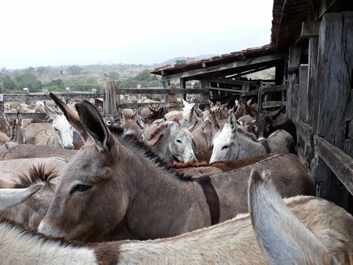 Donkeys in Sudouest holding compound.