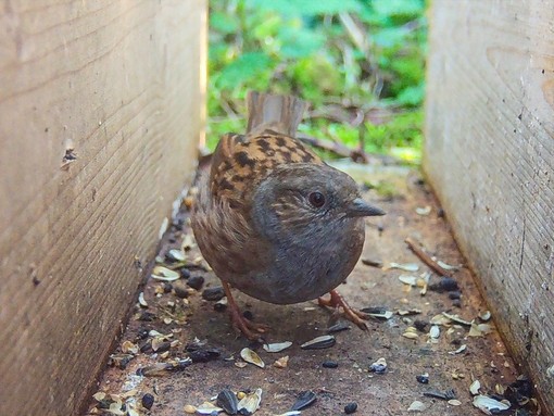 Dunnock bird captured by camera trap.