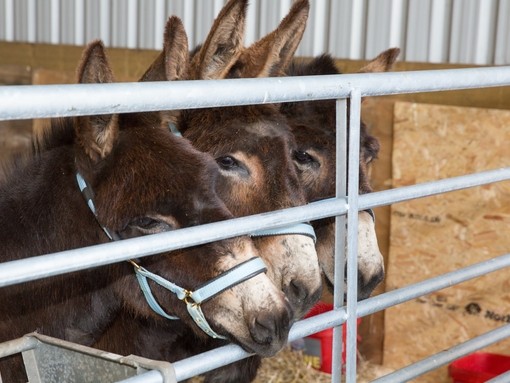 Carluke rescue donkeys.