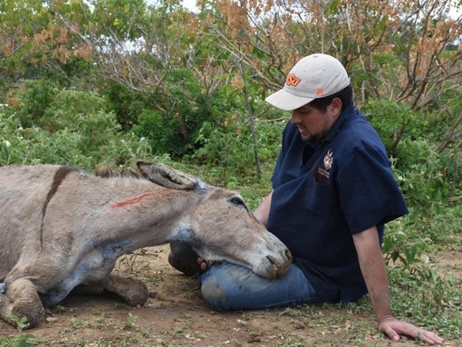 Cavalheiro resting his head on Eduardo.