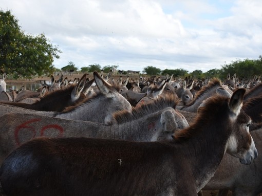 Hundreds of donkeys in holding pen, Brazil.