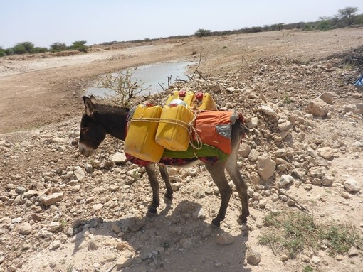 Donkey loaded with jerry cans in Somaliland.