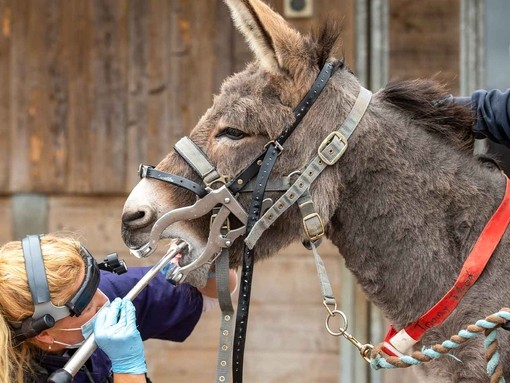 Donkey receiving dentistry check up by vet.