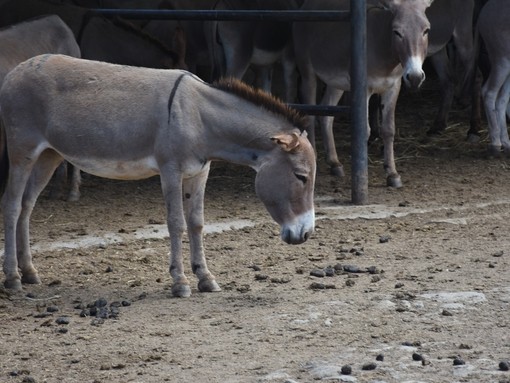 Donkey with head down at Kenyan slaughterhouse