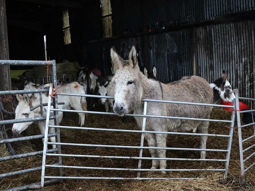 Donkeys at the rescue site in Kidwelly, Carmarthenshire.