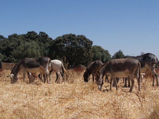 Donkeys benefitting from the mental stimulation of re-seeded paddocks at the Dona Rosa sanctuary in Spain.