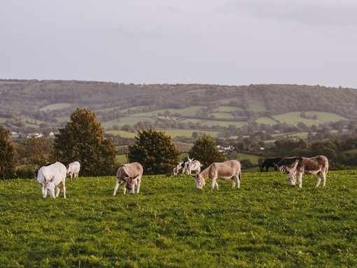 Donkeys grazing Sidmouth field.