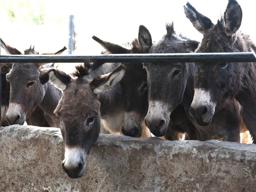 Donkeys in a slaughterhouse holding area.