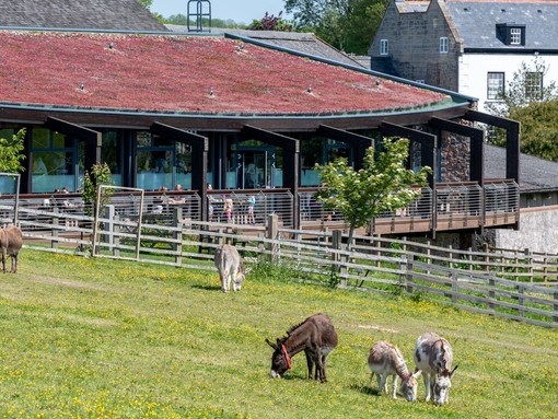 Donkeys in front of The Kitchen at Sidmouth