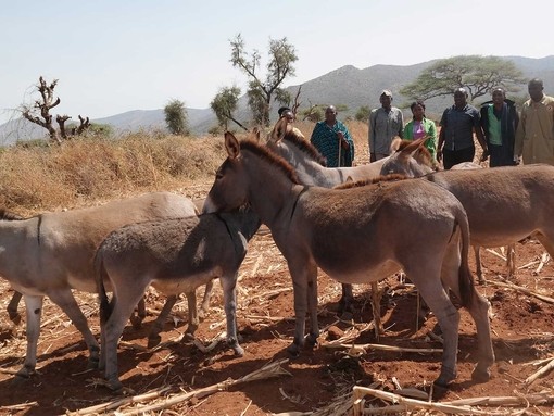 Donkeys in Tanzania. Credit: ASPA.