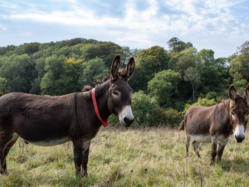 Donkeys participating in Freedom to Roam at The Donkey Sanctuary.