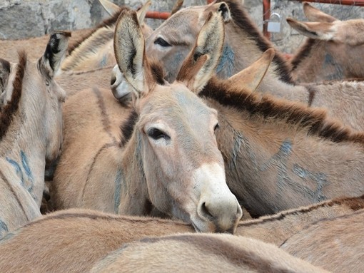 Donkeys in pen waiting slaughter.