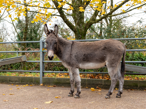 Dougie at New Arrivals Unit in Sidmouth.