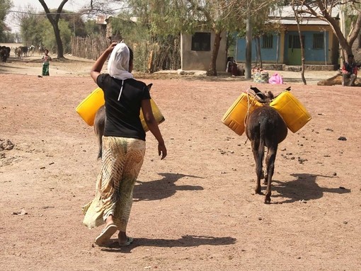 Ethiopia, woman and donkeys collecting water.