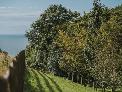 Some fields overlooking the sea at our Sidmouth sanctuary