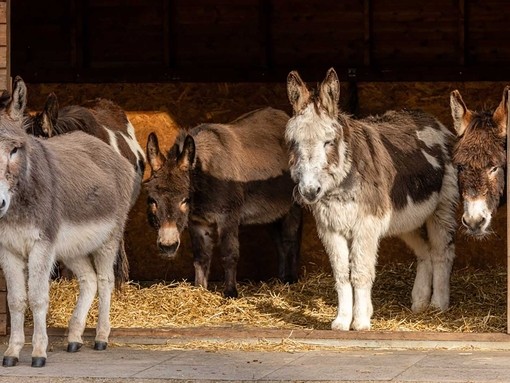 Group of donkeys at The Donkey Sanctuary Birmingham.