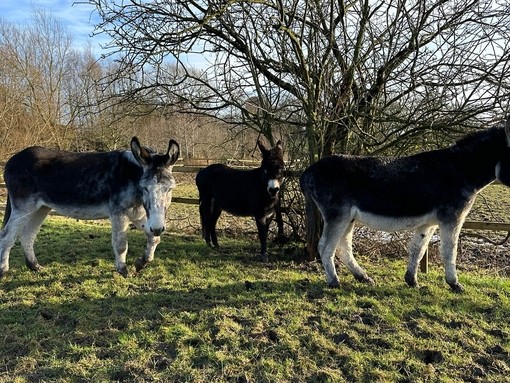 Henry and James help Gerald overcome loss.