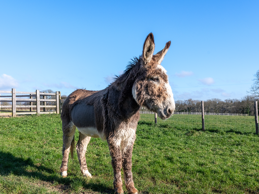 Joey stood in a field after recovering from his treatment.