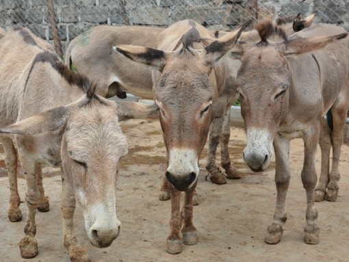 Donkeys in Keyna.