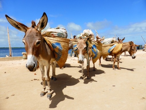 Donkeys working in Kenya.