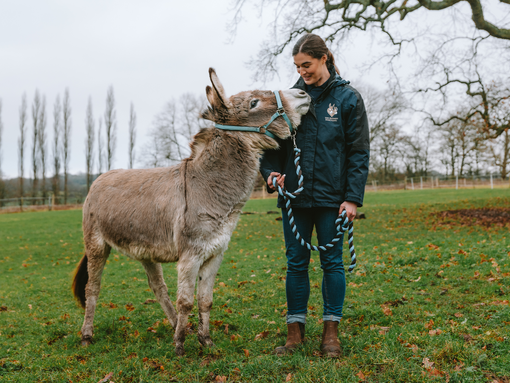 Donkey welfare advisor Hannie with rescued donkey in field.